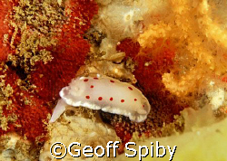 Chromodoris sp in False Bay, Cape Town by Geoff Spiby 